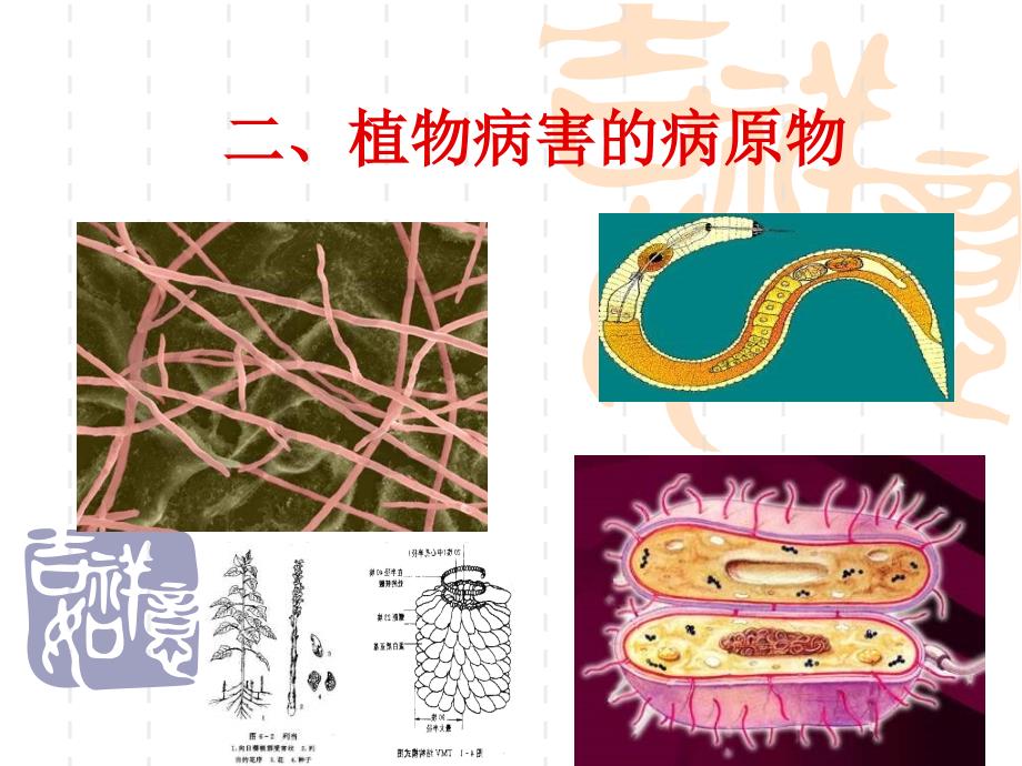 植物病的病原物ppt课件_第1页