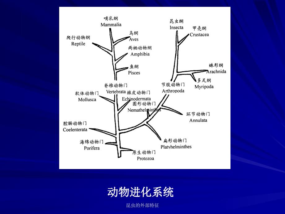 昆虫的外部特征课件_第4页