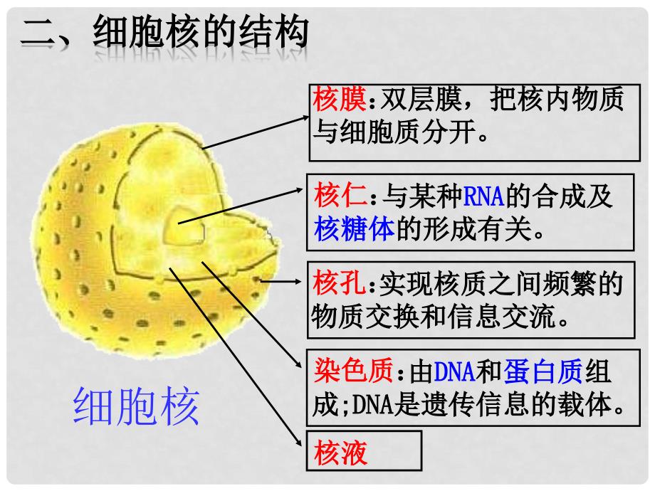 福建省寿宁县高中生物 第三章 细胞核课件 新人教版必修1_第3页