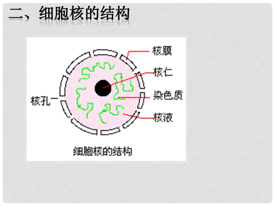 福建省寿宁县高中生物 第三章 细胞核课件 新人教版必修1_第4页