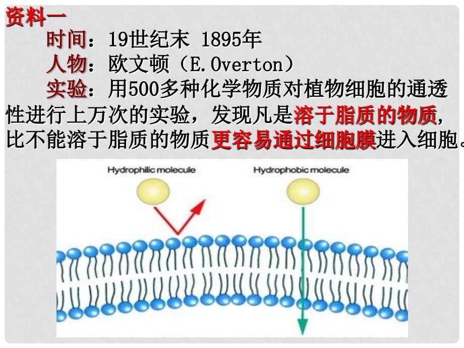 高中生物《第四章 第二节 生物膜的流动镶嵌模型》课件3 新人教版必修1_第3页