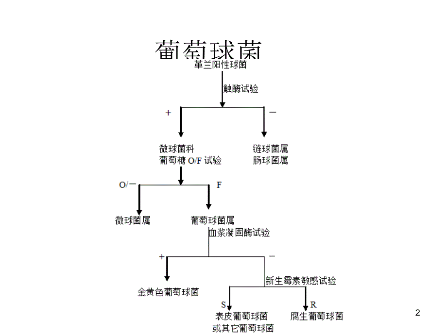 细菌鉴定流程_第2页