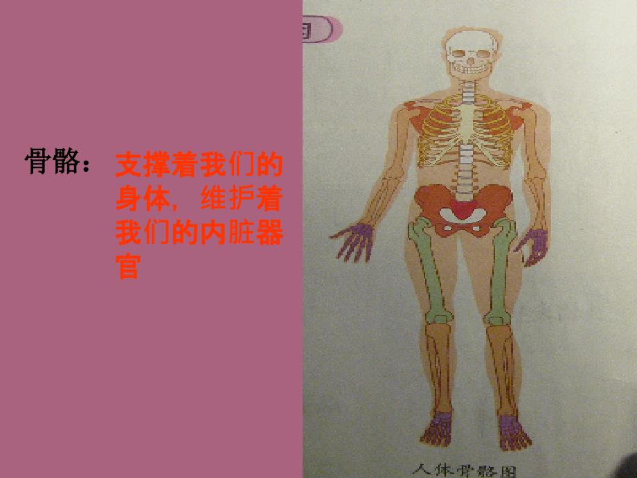 骨骼关和肌肉PPT课件_第2页