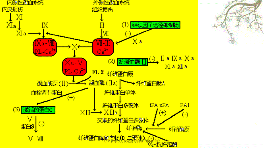 心血管急性冠状动脉综合征的抗凝治疗_第4页