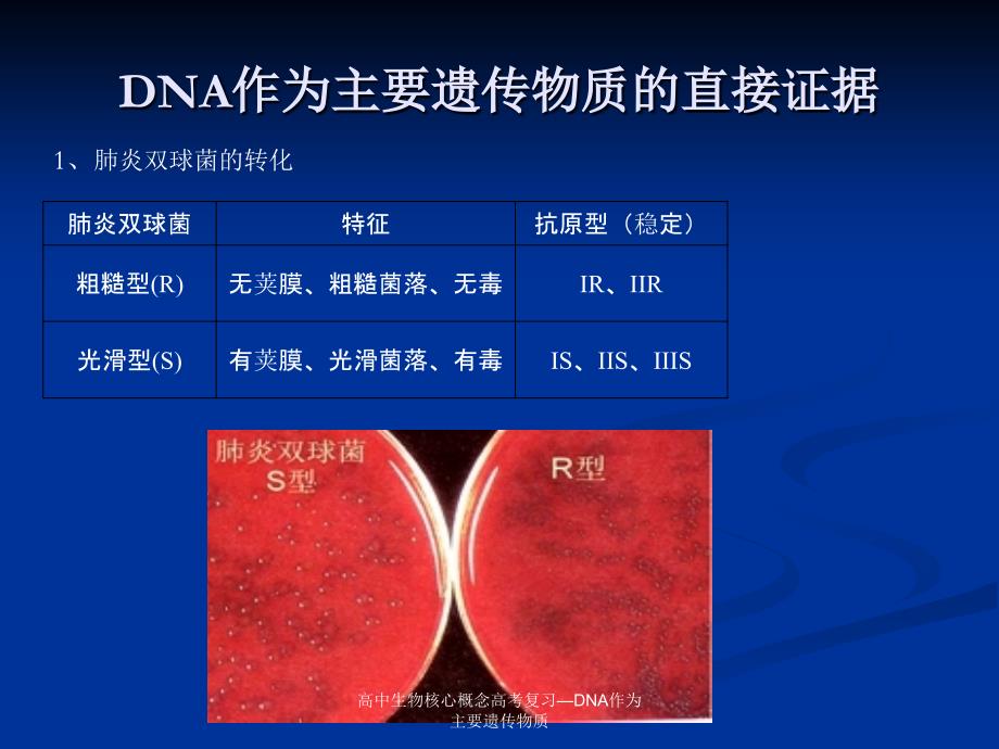 高中生物核心概念高考复习—DNA作为主要遗传物质课件_第3页