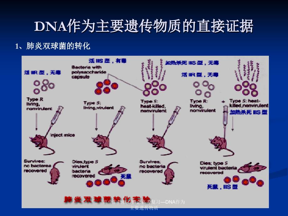 高中生物核心概念高考复习—DNA作为主要遗传物质课件_第4页