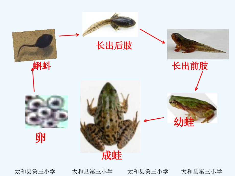 小学北师大版二年级数学下册《小蝌蚪的成长》.ppt_第2页