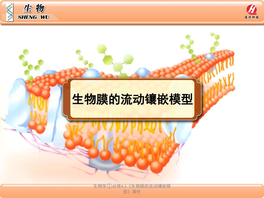 生物学必修4.2生物膜的流动镶嵌模型课件_第1页