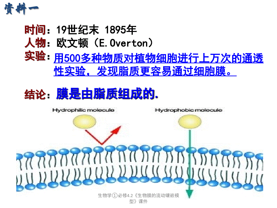 生物学必修4.2生物膜的流动镶嵌模型课件_第3页