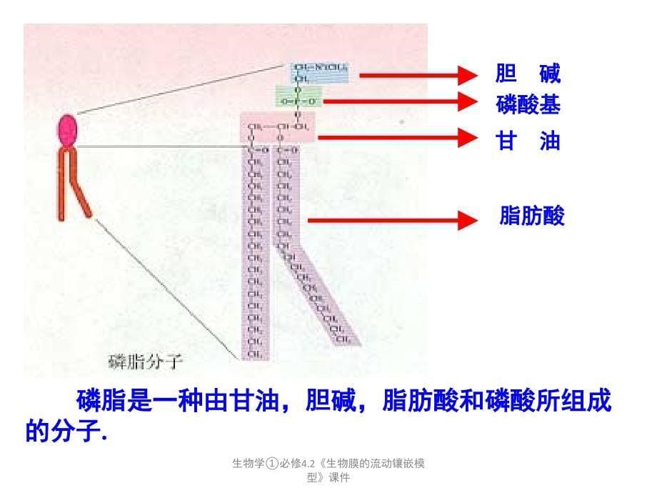 生物学必修4.2生物膜的流动镶嵌模型课件_第5页