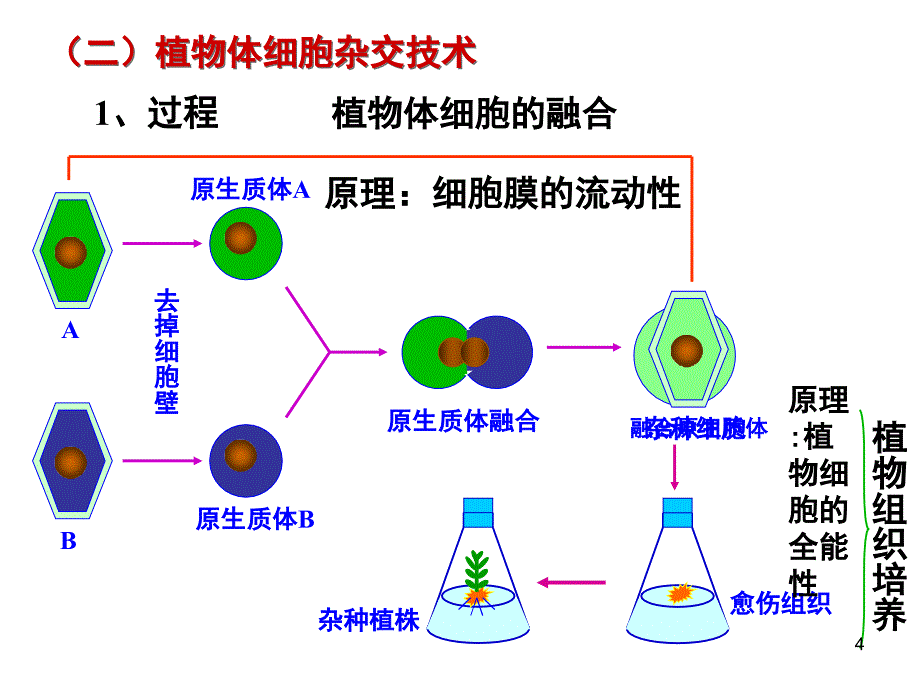 高中生物细胞工程课堂PPT_第4页