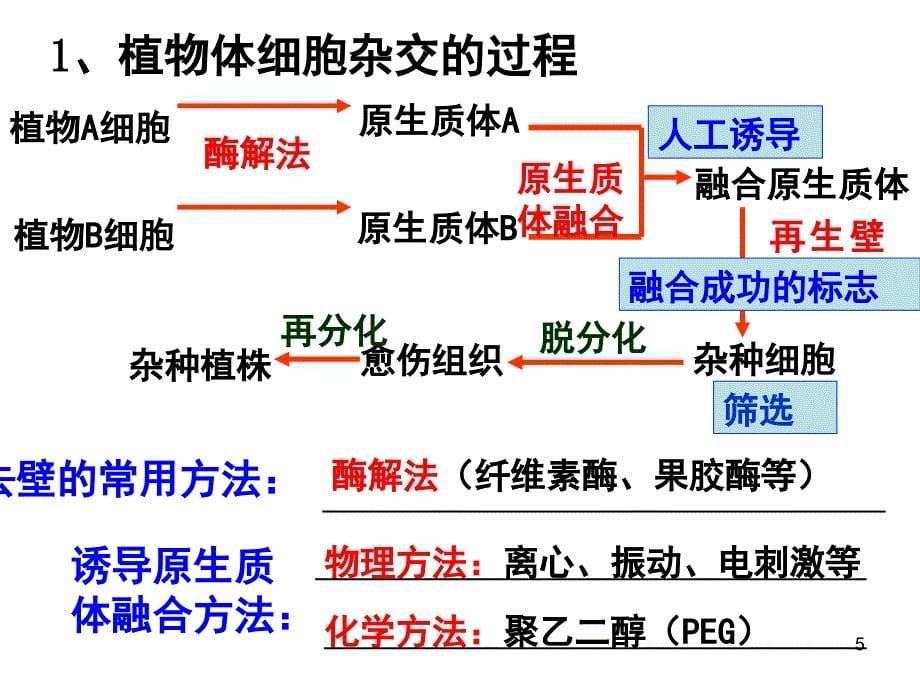 高中生物细胞工程课堂PPT_第5页