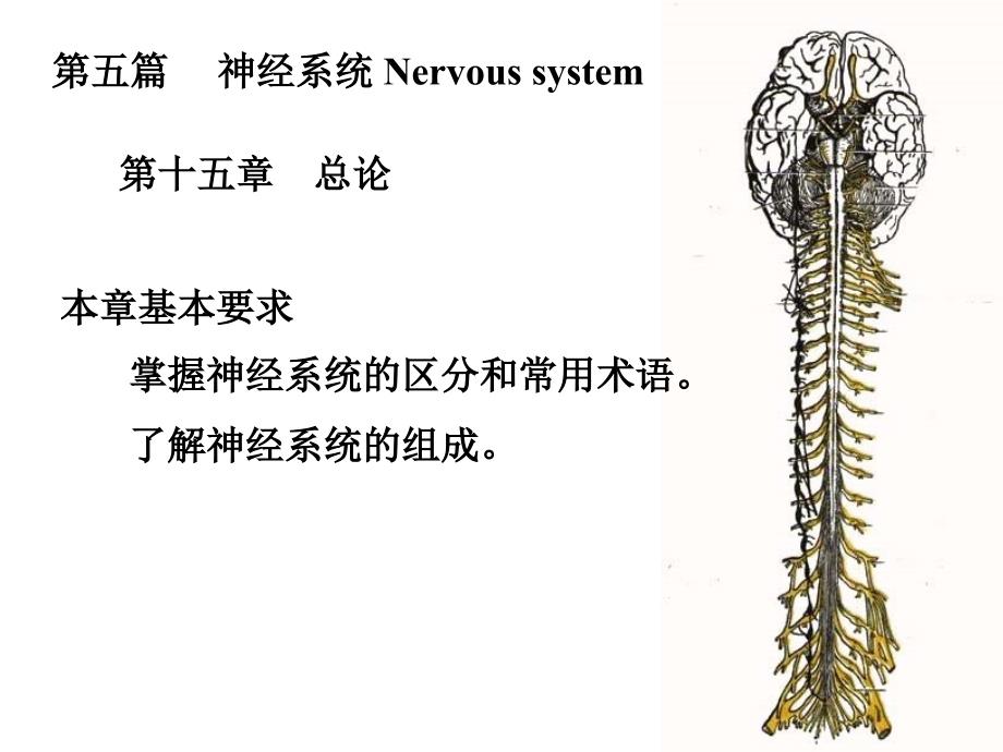 最新：最新：14神经系统总论、脊髓文档资料文档资料_第1页