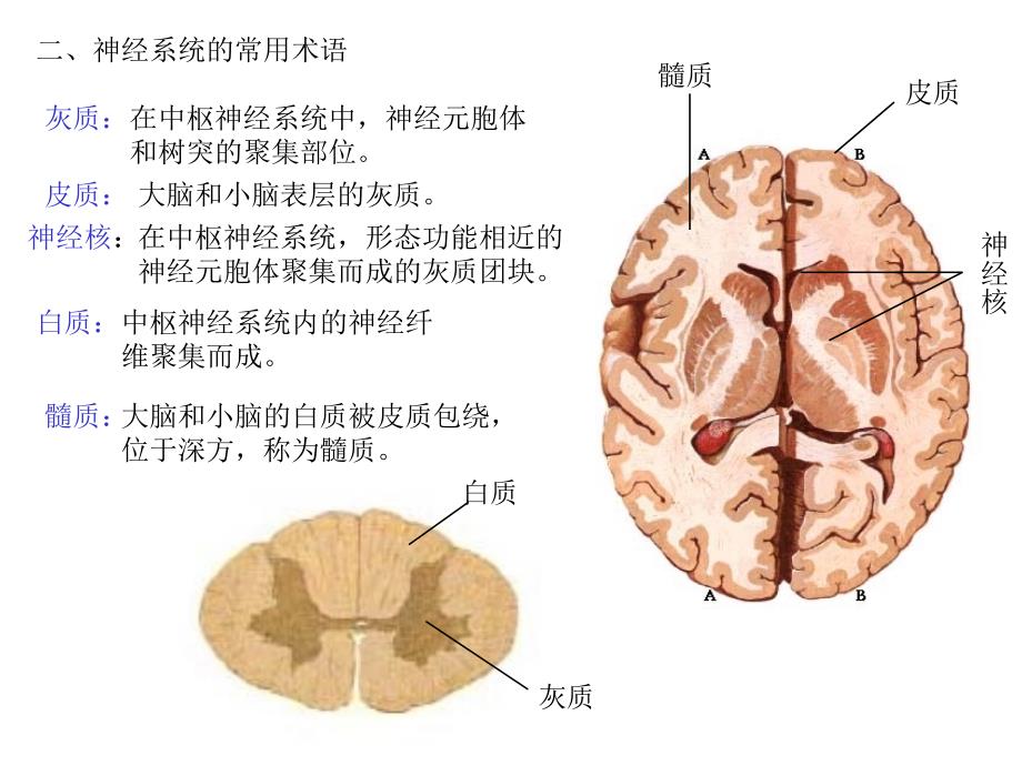 最新：最新：14神经系统总论、脊髓文档资料文档资料_第3页