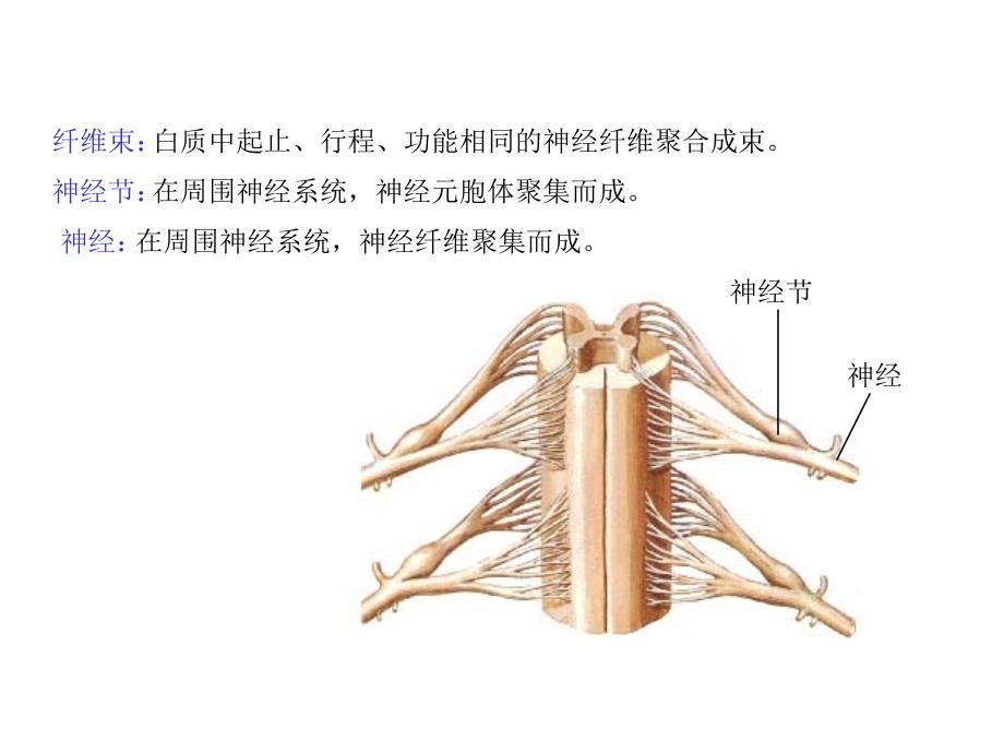 最新：最新：14神经系统总论、脊髓文档资料文档资料_第4页