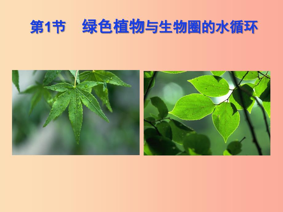 八年级生物上册 6.18.1《绿色植物与生物圈的水循环》课件 （新版）苏科版.ppt_第3页