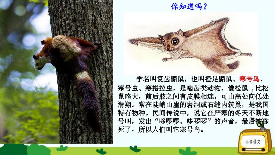 部编版二年级语文上册：13 寒号鸟课件_第1页