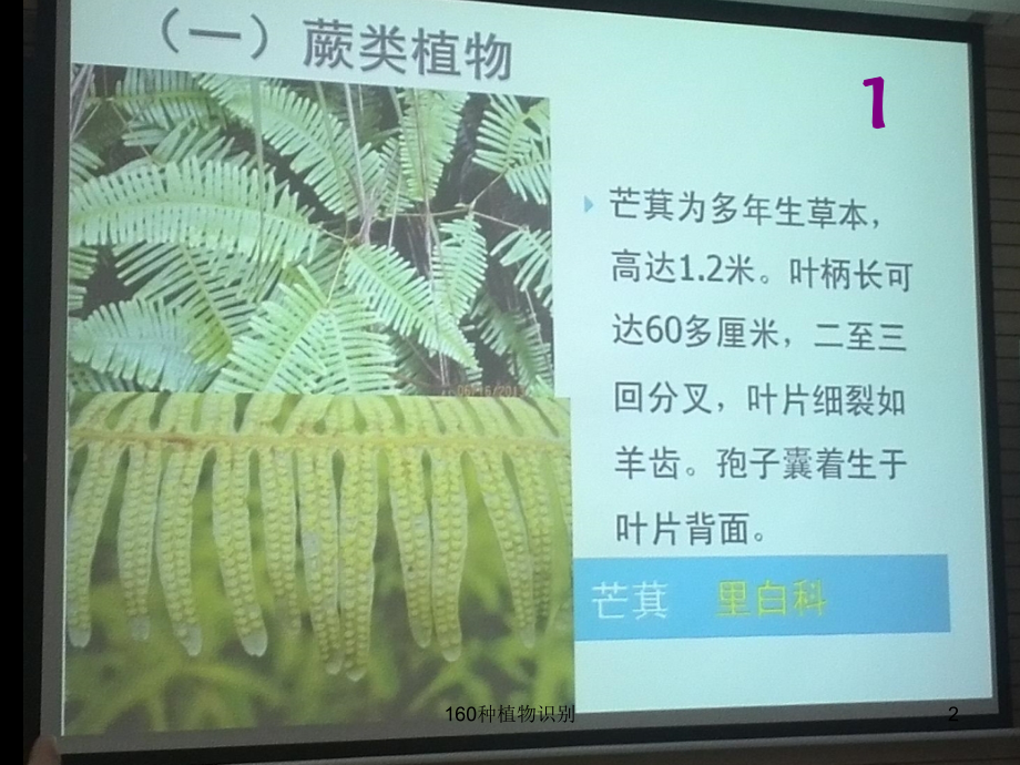 160种植物识别课件_第2页