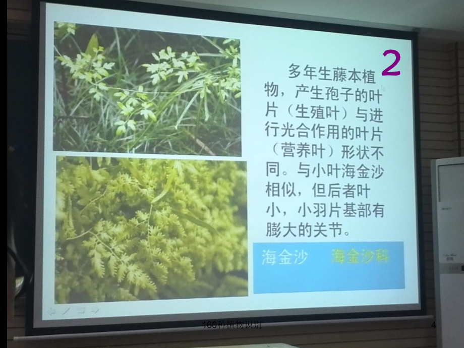 160种植物识别课件_第4页