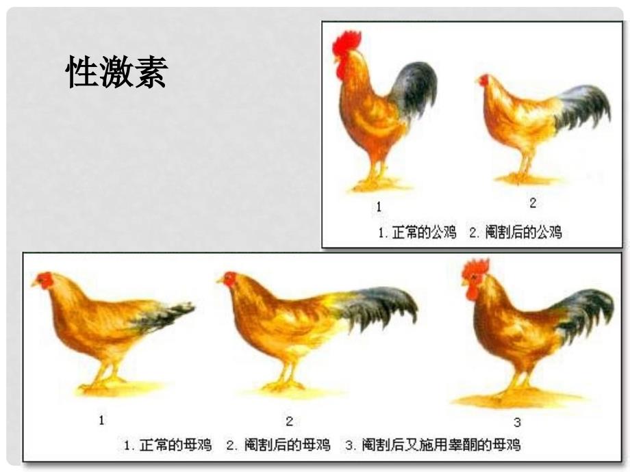 江苏省淮安市高中生物 第二章 动物和人体生命活动的调节 2.2 通过激素的调节课件 新人教版必修3_第2页