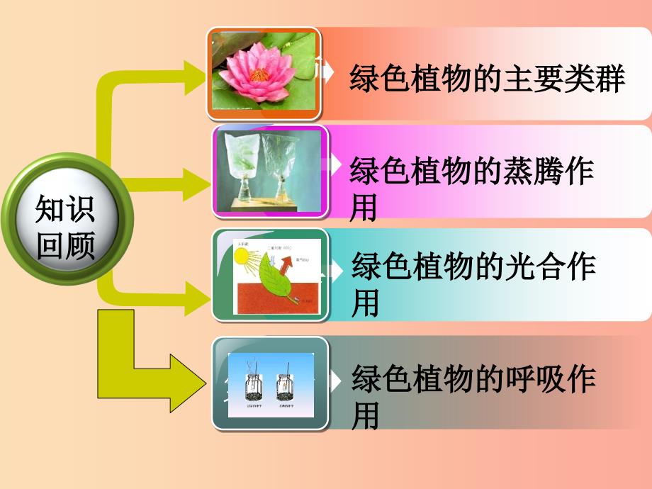 七年级生物上册2.1.5绿色植物在生物圈中的作用课件2新版济南版.ppt_第2页