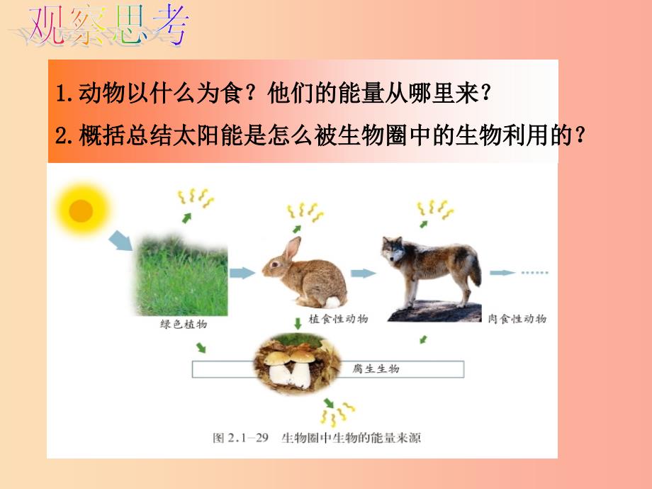 七年级生物上册2.1.5绿色植物在生物圈中的作用课件2新版济南版.ppt_第3页