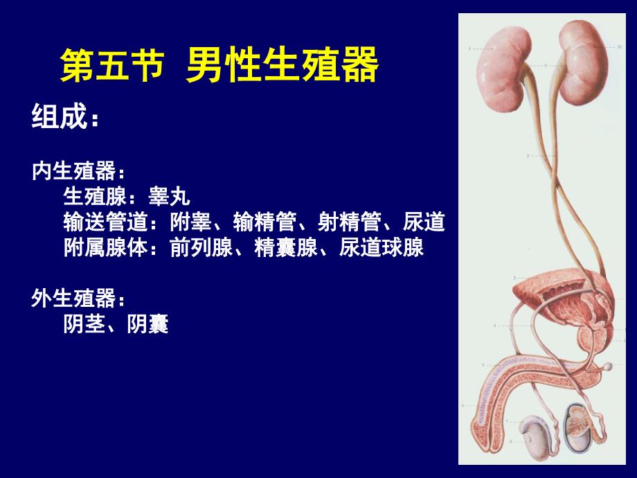 解剖学教学课件：11男性生殖系统_第2页