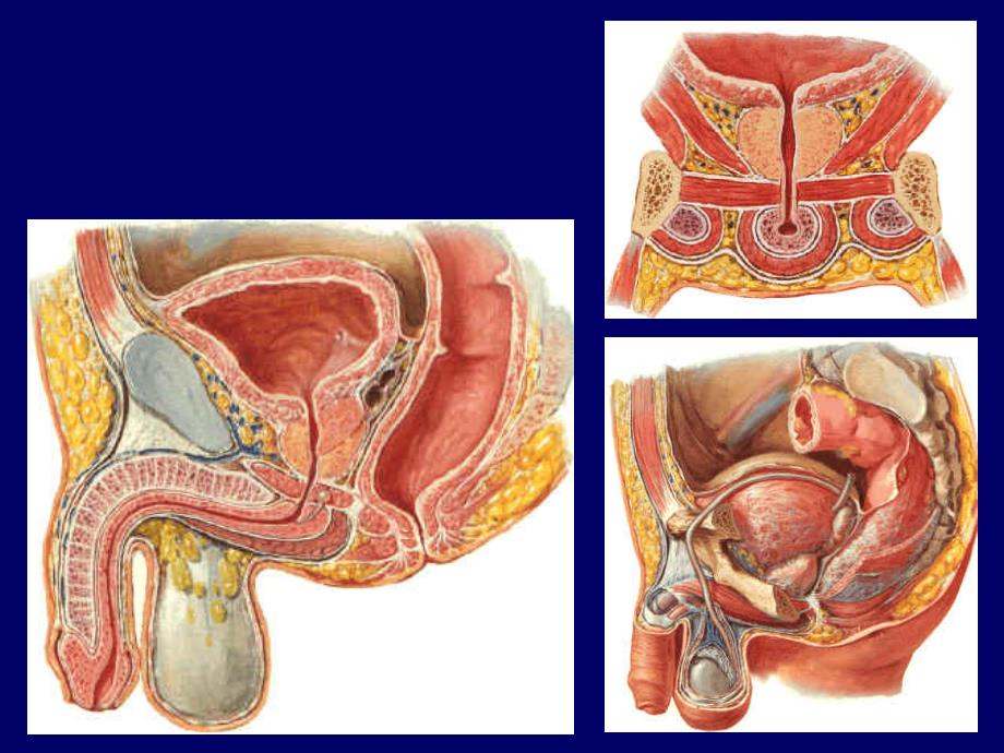 解剖学教学课件：11男性生殖系统_第3页