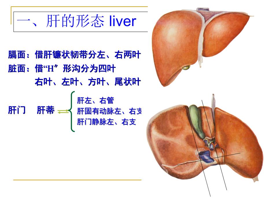 医药卫生消化腺_第2页