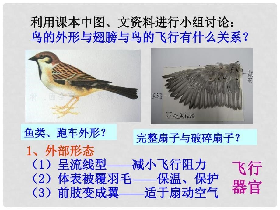 山东省聊城莘县翰林中学八年级生物上册 空中飞行的动物课件 新人教版_第5页