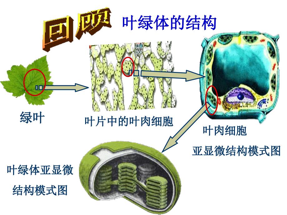 光合作用的过程_第3页