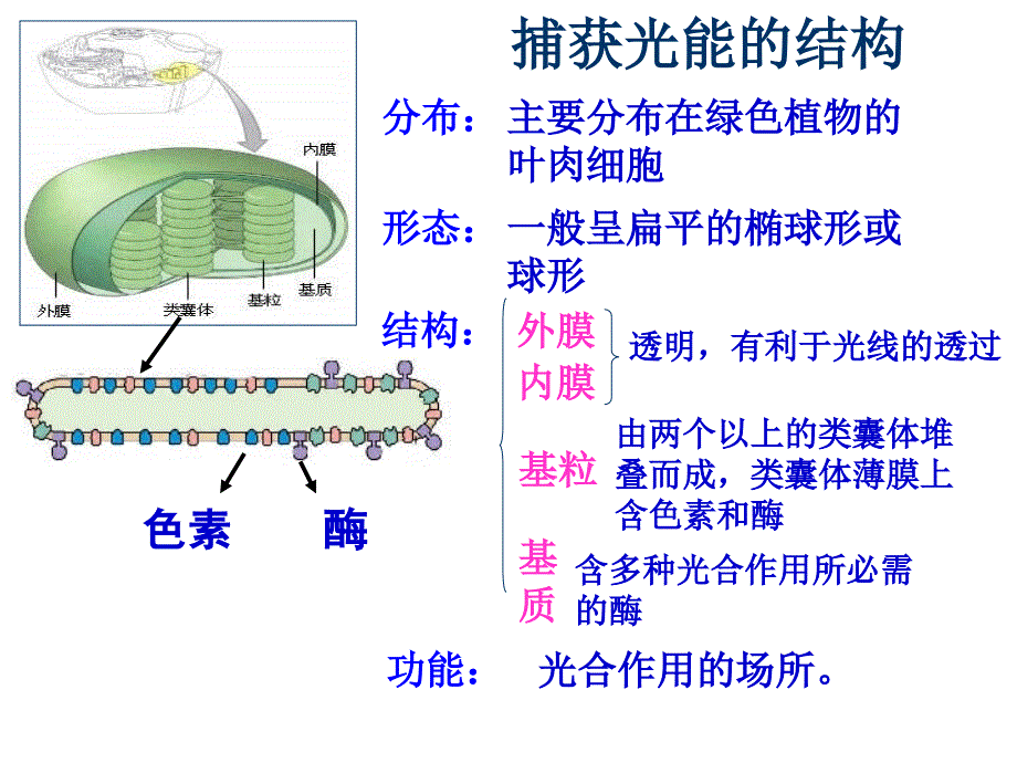 光合作用的过程_第4页