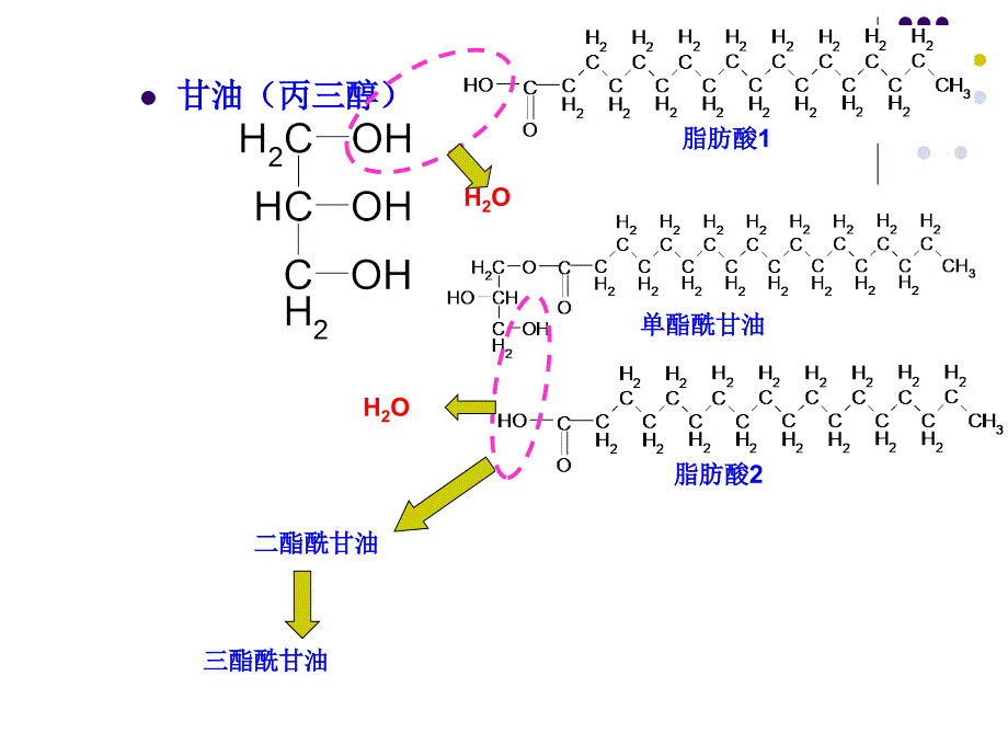 生物化学第八章脂类代谢_第3页