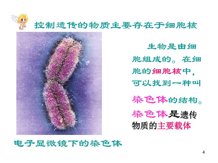 复习第二章生物遗传和变异_第4页