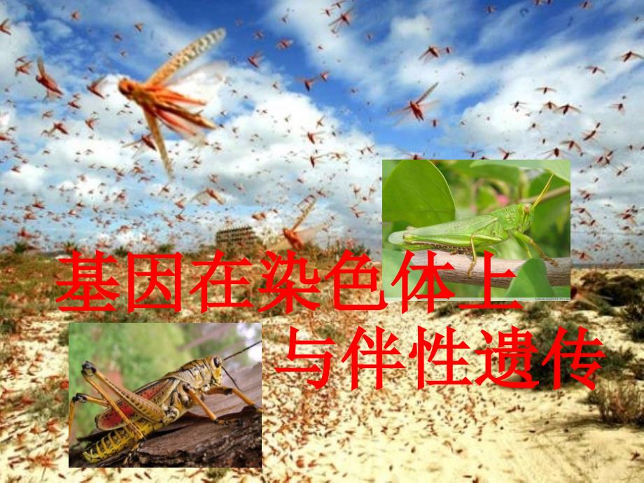 高中生物学浙科版必修二基因在染色体上的DNA复制与伴性遗传_第1页