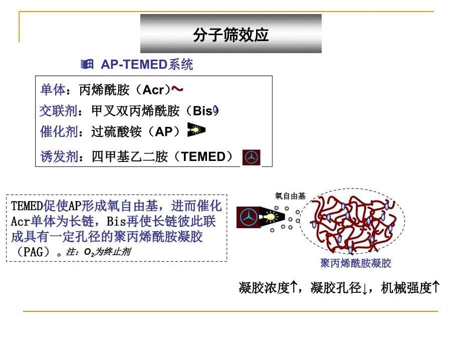 western+blot+ppt资料课件_第5页