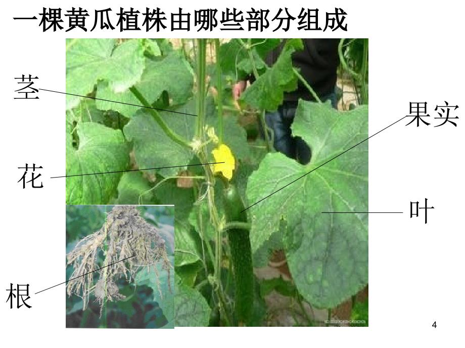 四年级科学下册茁壮成长ppt课件_第4页