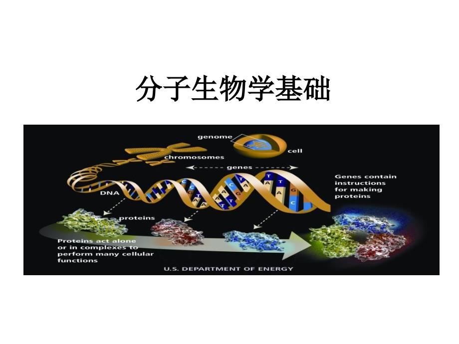 分子生物学基础lf_第1页