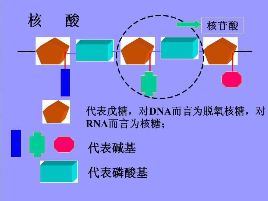 分子生物学基础lf_第5页