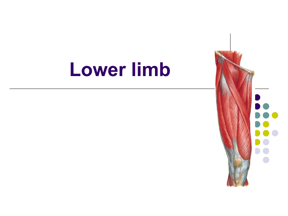 局解小腿Lowerlimb_第1页