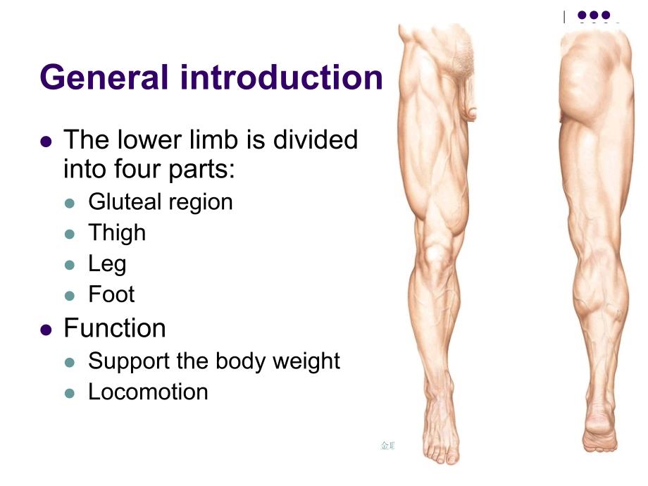 局解小腿Lowerlimb_第2页