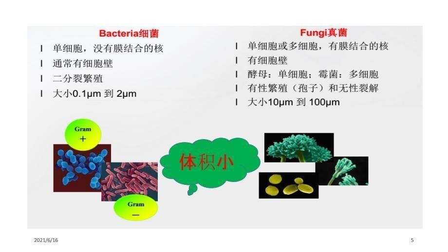 化妆品中的微生物_第5页