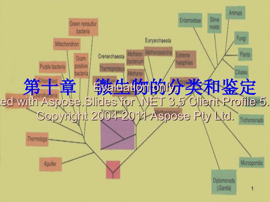 第十章微生物的类分和鉴定文档资料_第1页