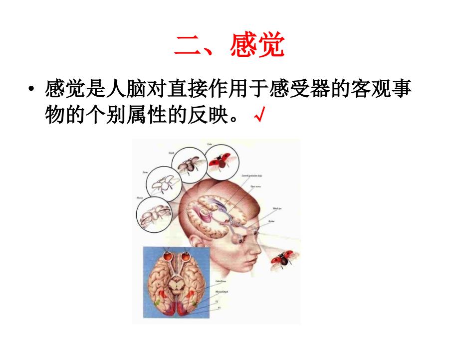 视觉心理学绪论_第4页