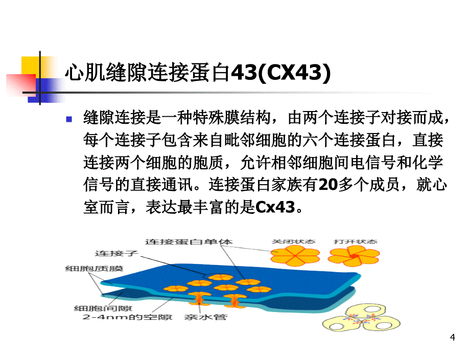 益气活血药对心肌组织及H9C2细胞Cx43表达和的影响_第4页