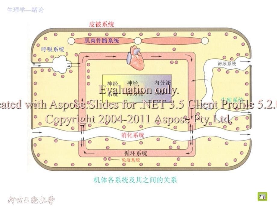 河北工程大学生理学第一章课件.ppt_第5页