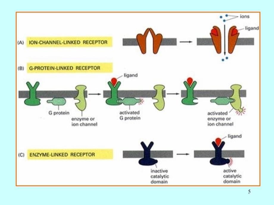 54-膜受体与细胞识别课稿_第5页