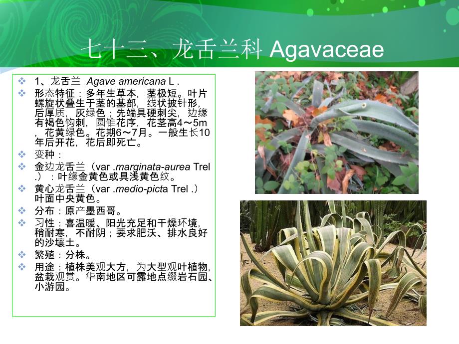 七十三龙舌兰Agavaceae_第2页