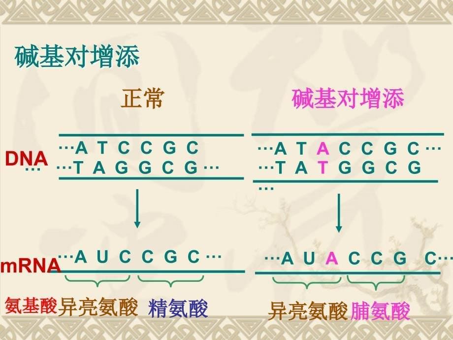 基因突变及其他变异_第5页