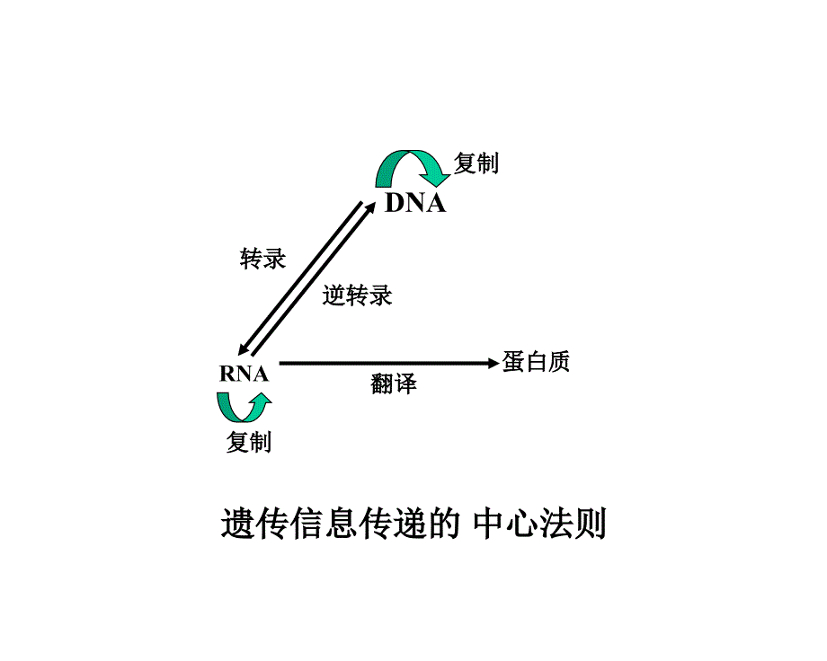 RNA生物合成和加工ppt课件_第1页